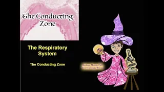 The Respiratory System: The Conducting Zone