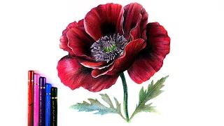 How To Draw A Poppy With Colored Pencils