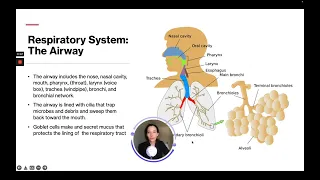 ATI TEAS 7 Science Course | Respiratory System