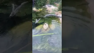 When your guy wants to get frisky but you're over it 😅 turtle funny video animals zoo