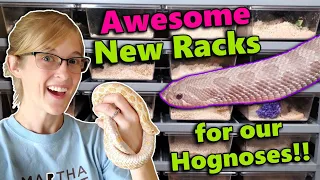 We got an EPIC rack for our Hognose Snakes!