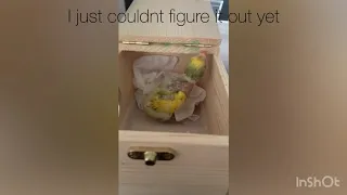 I bought a hybrid lovebird - By Accident