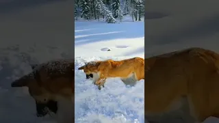 How Bad is the Dog that Freezes to Death from the Cold?