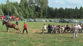 TUG OF WAR: 1 Horse against 18 men