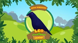 Satin Bowerbird - Leo The Wildlife Ranger Animal Diaries | Animal Facts for Kids