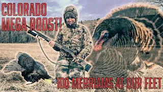 Turkey Hunting 2023 - EPIC Colorado Opening Day!