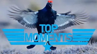 Top Moments: [Episode 7] "Black Grouse Hatrick"