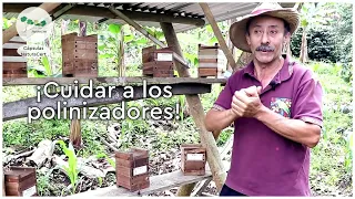 Cápsulas NaturaCert #8: Meliponicultura - Luis Alberto Garzón