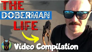 The Awesome Life of a Doberman—Video Compilation