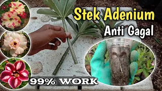 Stek Adenium - Cara menanam adenium dari stek