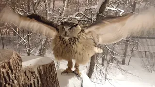 Have u seen an owl bathing under the snow? That's me, too, not up to this point. And the owl showed