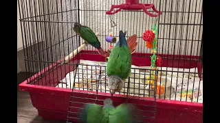 Green Cheek Conure is a boss