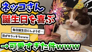 【2ch動物スレ】誕生日を喜んでくれるネッコさんが可愛すぎた件ｗｗｗ