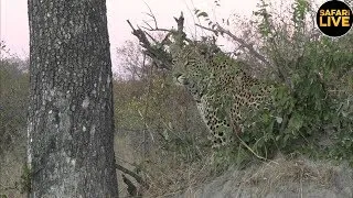 safariLIVE - Sunrise Safari - June 4, 2019