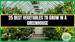 25 Best Vegetable to Grow in a Greenhouse | Greenhouse Vegetables | Greenhouse gardening