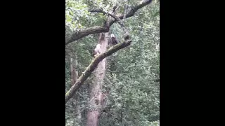 Bald Eagles and a Blue Heron on the Wissahickon