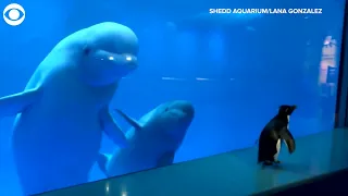 WEB EXTRA: Penguin Meets Beluga Whales