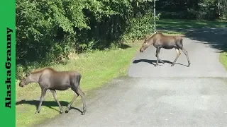 3 Moose Twins and Mother Moose in my Yard Alaska