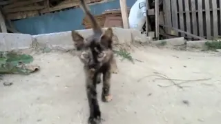 Disabled Stray Cat Holding ItsForelimbs High, Just Trying To Survive
