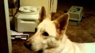 Blondie hears wolves howling