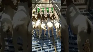 #goat farming in India