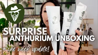 I got 5 mystery anthuriums from Kartel Daun 🥹 unboxing + 1 week update