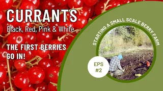 The FIRST BERRIES in the MARKET GARDEN | PLANTING BLACK & RED CURRANTS | SMALL SCALE FAMILY FARMING