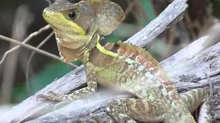 Basiliscus vittatus (Brown Basilisk male - Basilisco o charancaco macho)