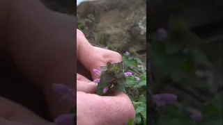 Red Dead Nettle identification and harvest. Wild Spring edible foraging. #shorts