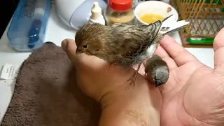 Hand Feeding Fancy Canary & Green Back Gouldian Finch Baby 20220619