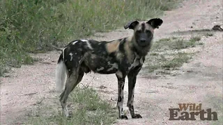 WildEarth - Sunset Safari - 3 April 2020