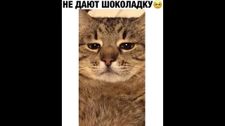 "Кошка просит шоколадку,а ей не дают"🥺 Какая милая моська у кошки🤗