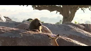 baboon captures and kills baby impala right in front of mother