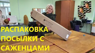 РАСПАКОВКА ПОСЫЛКИ С САЖЕНЦАМИ📦 ИНТЕРНЕТ МАГАЗИН АГРО-МАРКЕТ 24