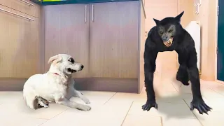 Funny Dog Gets Angry When It's Scared | Pets Island