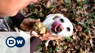 War over white truffles in Italy | DW Documentary