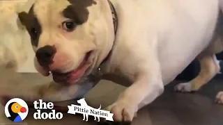 Pittie Does The Most Ridiculous Thing When He Gets A Treat | The Dodo Pittie Nation