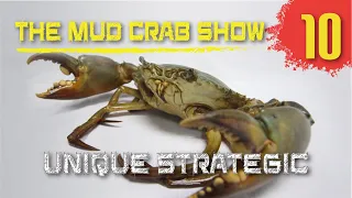 The MUD CRAB Show | Episode 10 | Unique strategic advantages in mud crab farming