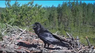 Satakunta Osprey nest 1: aerial action as the raven returns and sad Ossi chases it away 27 Jun 2021