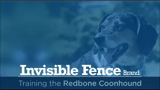 Training a Redbone Coonhound Mix to Use the Invisible Fence® Brand System