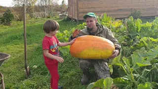 Как вырастить  огромную тыкву в Подмосковье! Тыква гигант в средней полосе России👍🤗