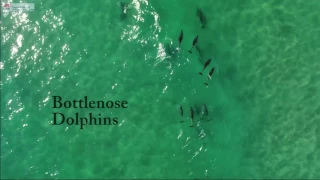 Drones detect sharks at Lennox Head, NSW