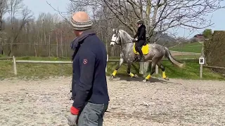 Cheval à vendre - Faraon, mâle de pure race espagnole - equirodi.com