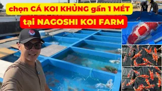 Mua CÁ KOI KHỦNG dài gần 1 MÉT tại trại NAGOSHI KOI FARM