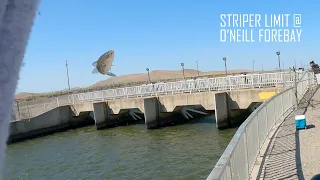 Striper Fishing A Limit At O'Neill Forebay In Santa Nella, CA | ITGETSREEL Episode 90