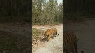 Saw Tiger in Tadoba Jungle Safari #tadobanationalpark