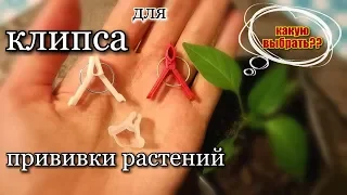 Клипсы для прививки растений/ Какую выбрать??/ Сбор семян лагенарии/