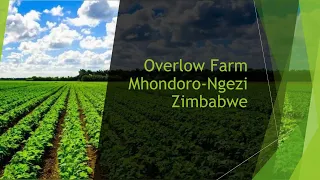 Overlaw Farm Zimbabwe-"Maximising Cattle Herd Development: The Role of Artificial Insemination"