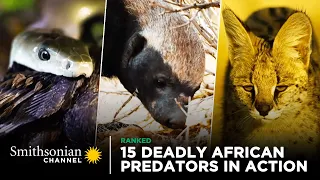 15 Deadly African Predators in Action 🦁 Smithsonian Channel