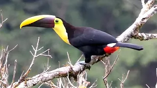 Birds of Costa Rica